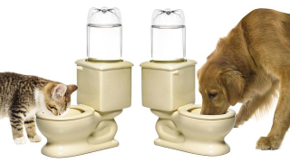 Illustration for article titled Everything You Need To Completely and Utterly Humiliate Your Pet